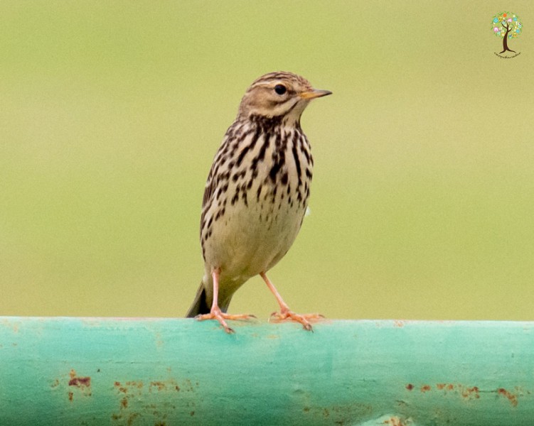 Anthus cervinus