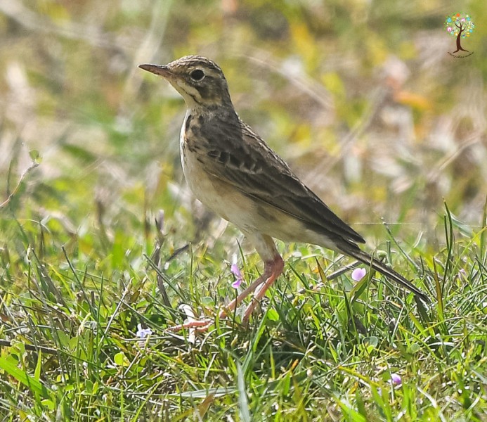 Anthus richardi