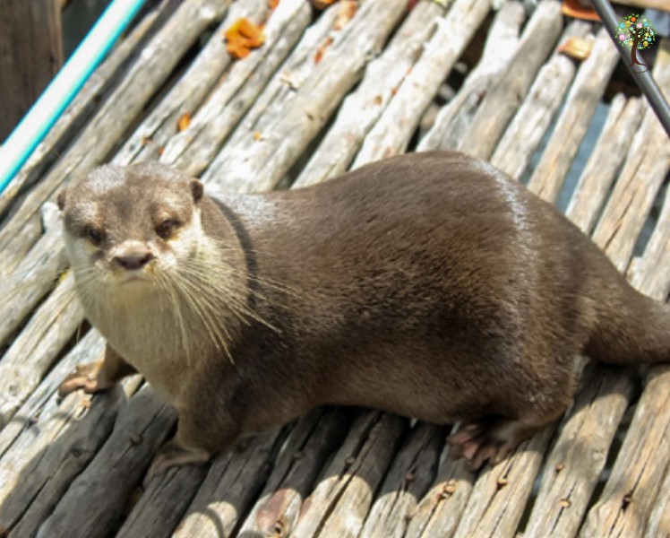 Aonyx cinerea