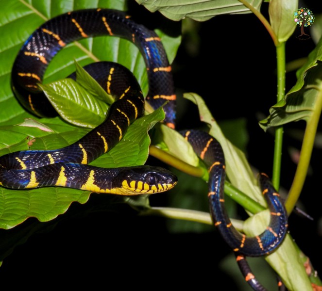 Boiga melanota