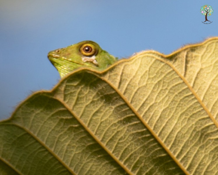 Bronchocela rayaensis