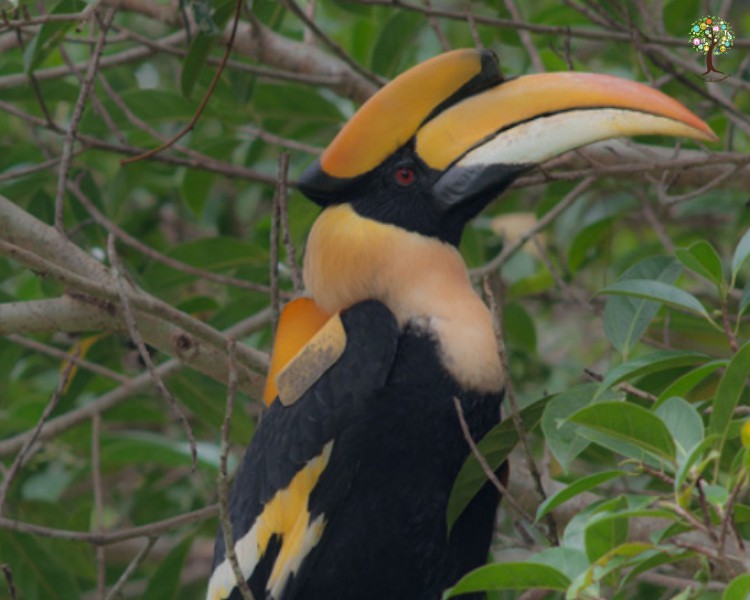 Buceros bicornis