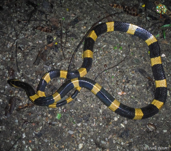 Bungarus fasciatus