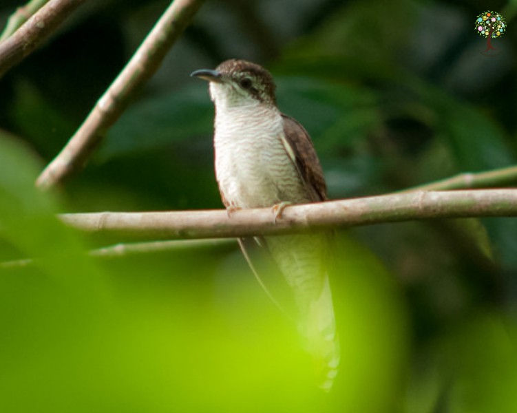 Cacomantis sonneratii