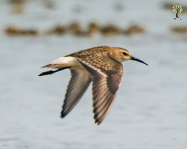 Calidris ferruginea