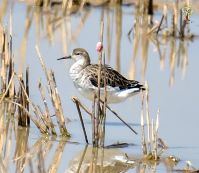Calidris pugnax