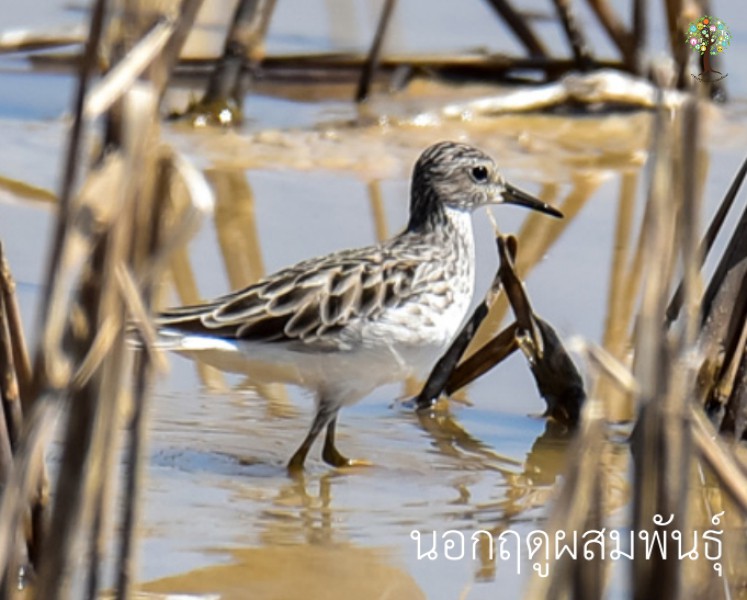 Calidris subminuta