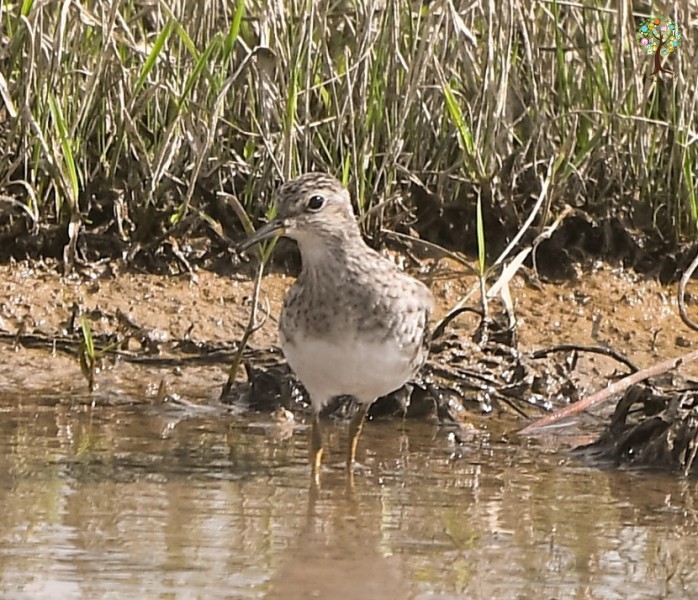 Calidris temminckii