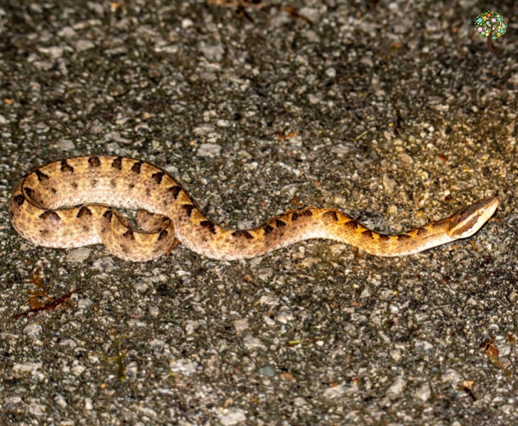 Calloselasma rhodostoma