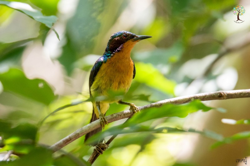 Chalcoparia singalensis