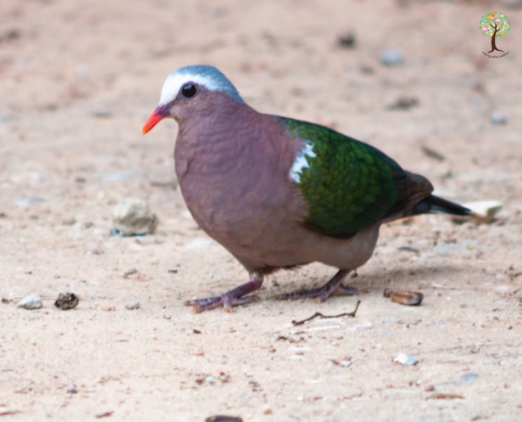 Chalcophaps indica