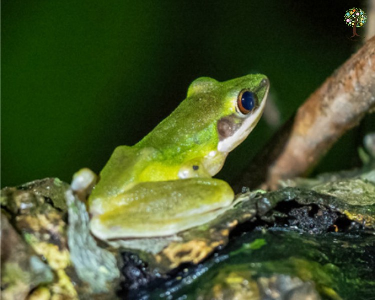 Chalcorana labialis