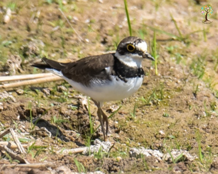 Charadrius dubius