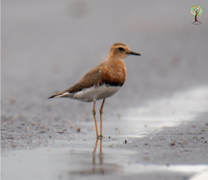 Charadrius veredus