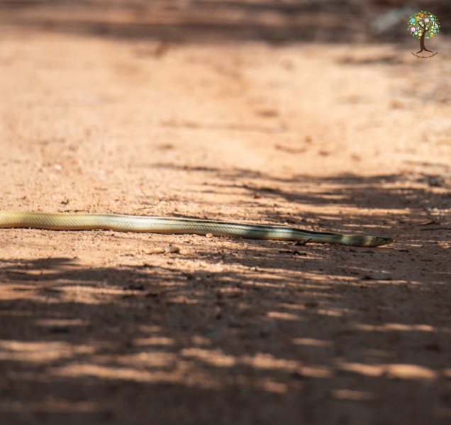 Coelognathus radiatus
