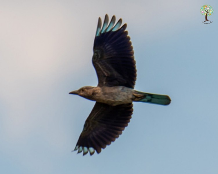 Coracias affinis
