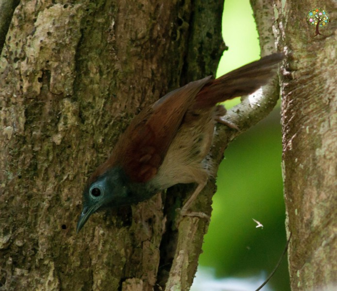 Cyanoderma erythropterum