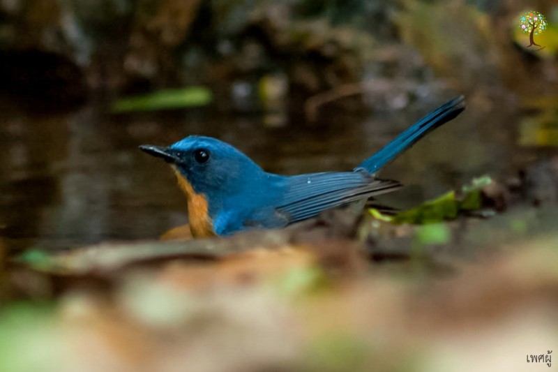 Cyornis sumatrensis