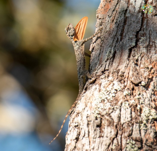 Draco fimbriatus