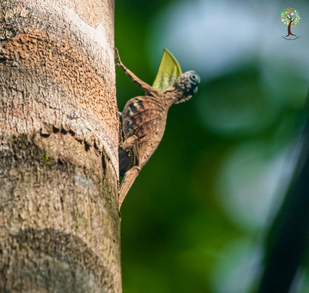 Draco sumatranus
