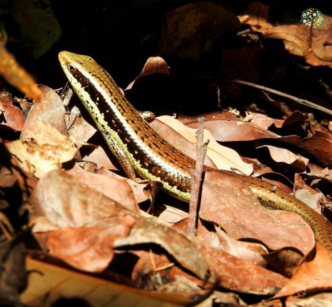 Eutropis longicaudata
