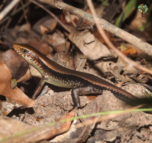Eutropis macularia
