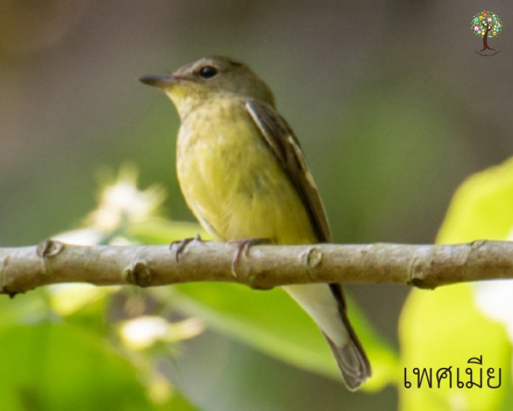 Ficedula zanthopygia