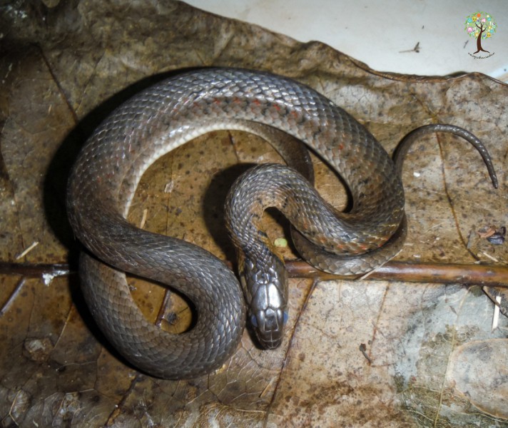 Fowlea flavipunctatus