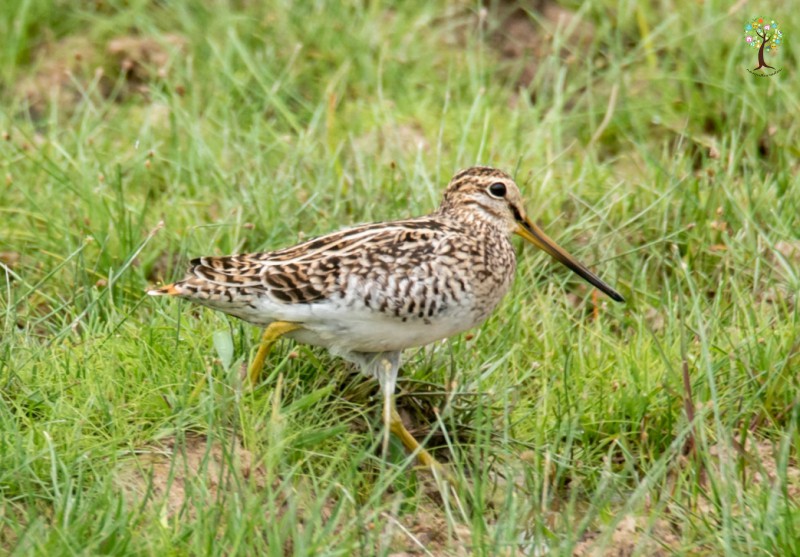 Gallinago gallinago