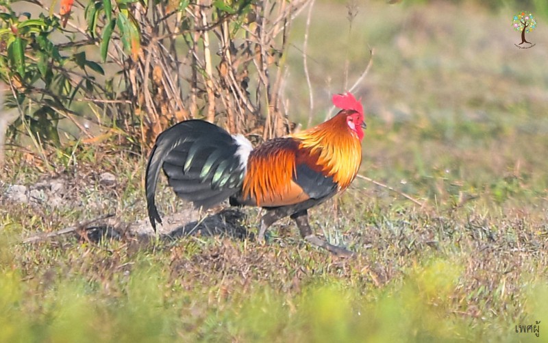 Gallus gallus