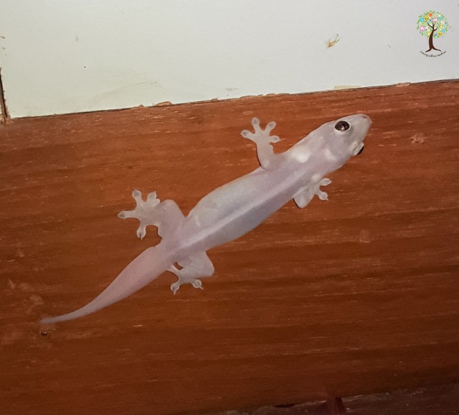 Gehyra mutilata