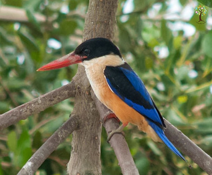 Halcyon pileata