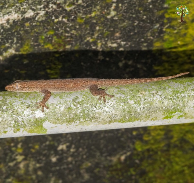 Hemidactylus frenatus