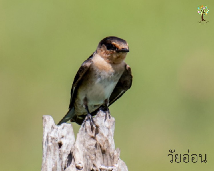 Hirundo tahitica