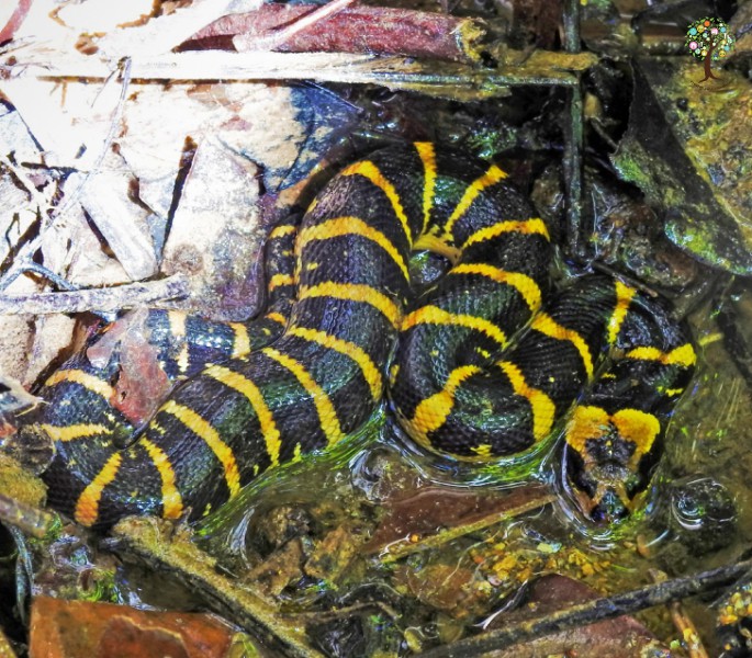 Homalopsis buccata