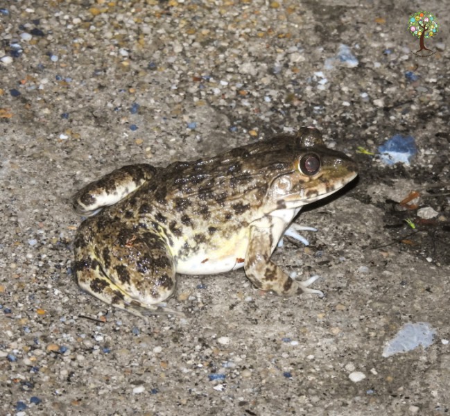 Hoplobatrachus rugulosus