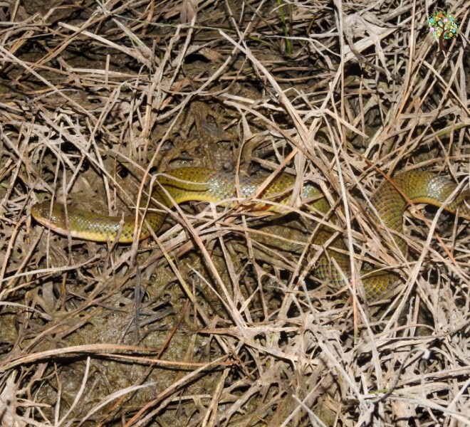 Hypsiscopus plumbea