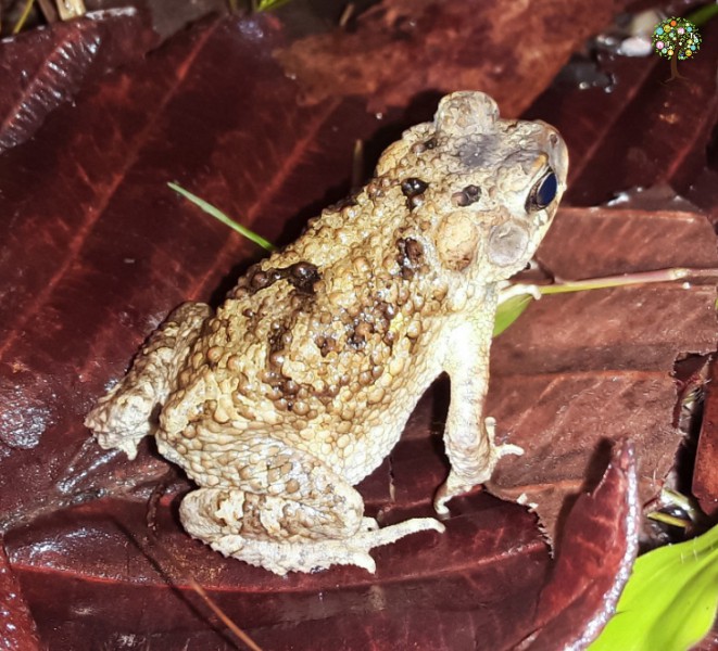 Ingerophrynus macrotis