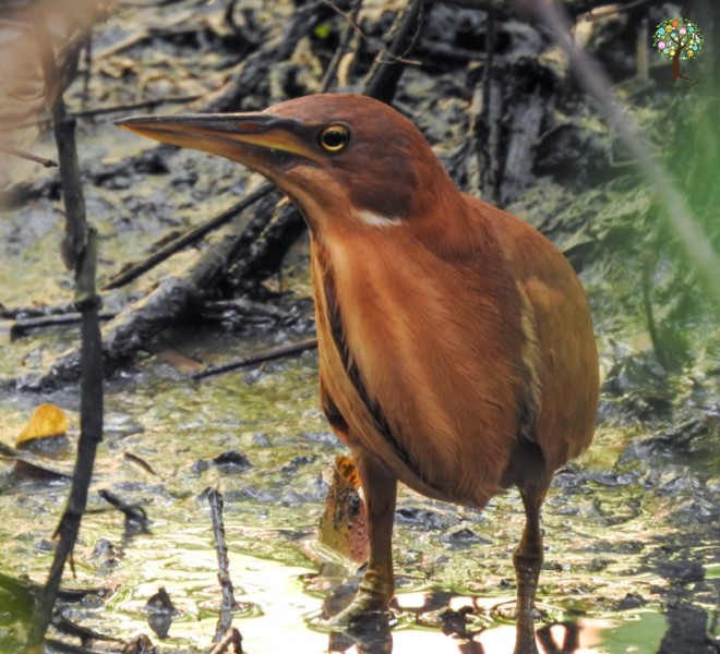 Ixobrychus cinnamomeus