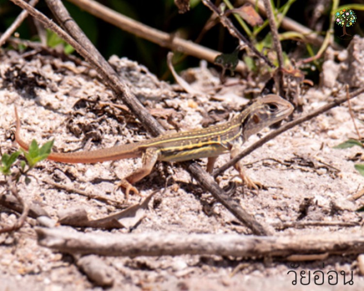 Leiolepis belliana
