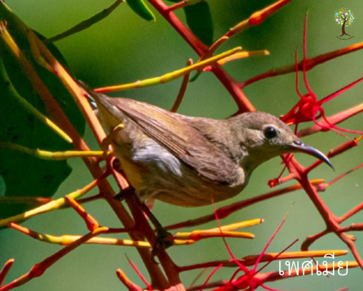 Leptocoma brasiliana