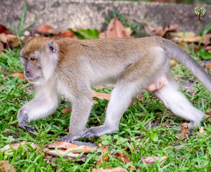 Macaca fascicularis