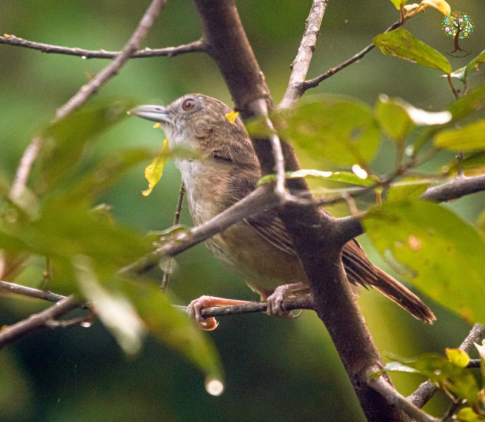 Malacocincla abbotti