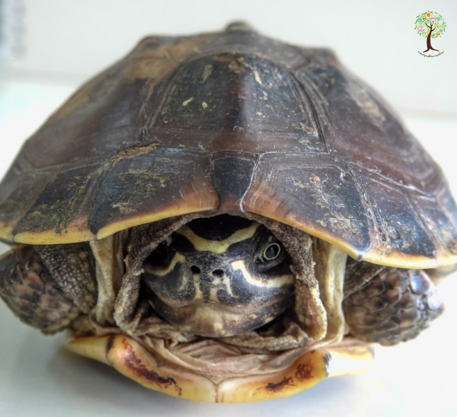 Malayemys macrocephala