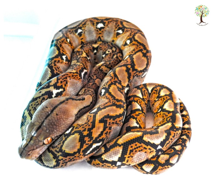 Malayopython reticulatus