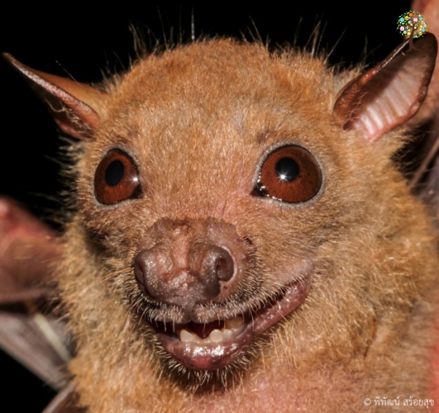 Megaerops ecaudatus