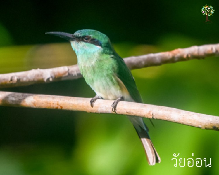 Merops viridis