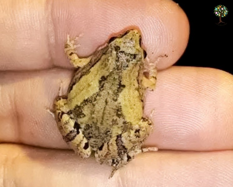 Microhyla mukhlesuri