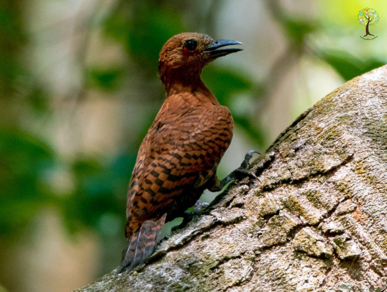 Micropternus brachyurus