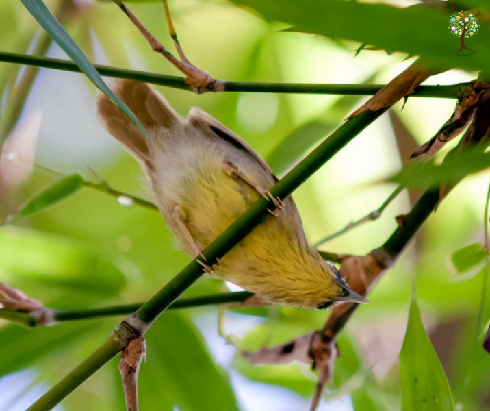 Mixornis gularis